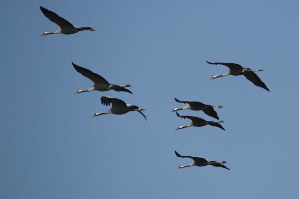 grues